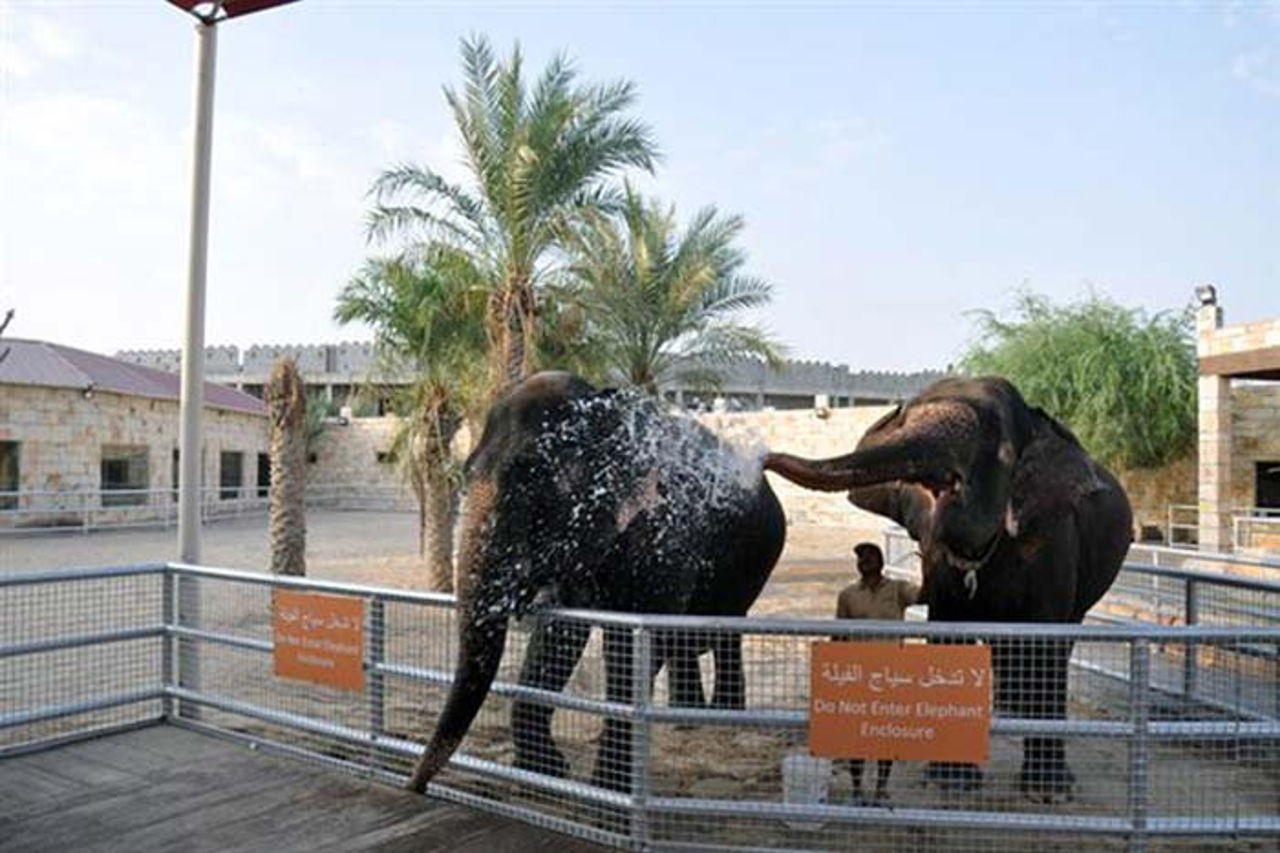 Зоопарк в Абу-Даби — Emirates Zoo