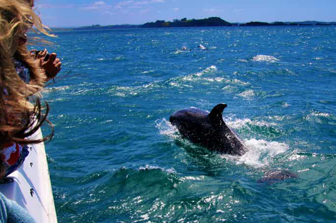 3-Hour Dolphin Observing Boat Ride