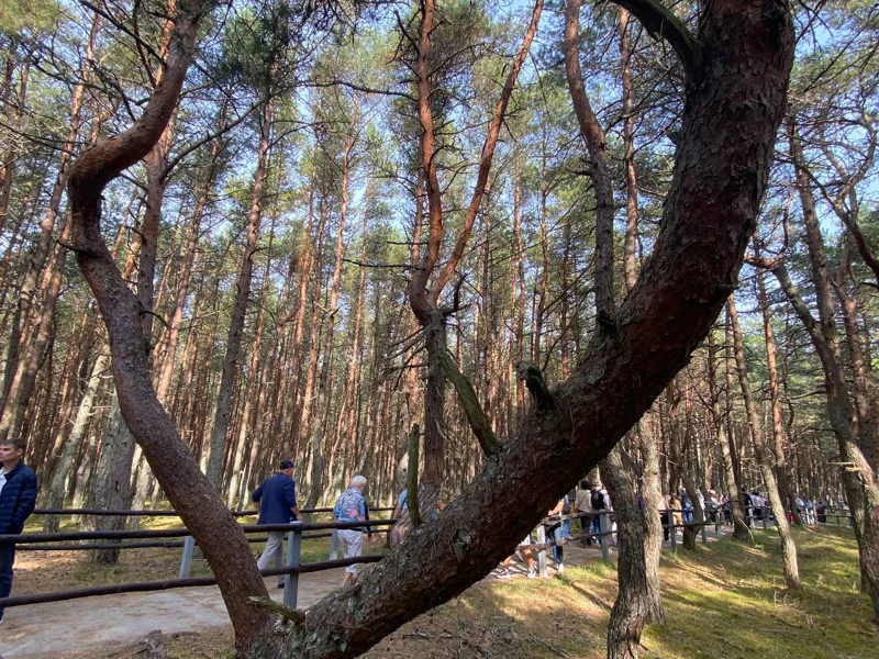 Экскурсия "Куршская коса" + замок Нойхаузен — фото 6, Калининград | Покатаем