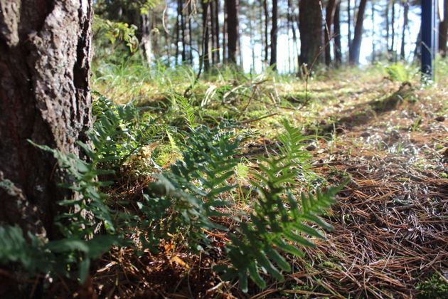 Виды Куршская коса — первое свидание