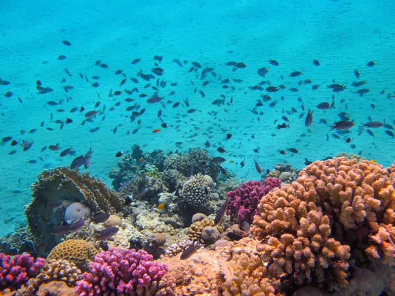 Марса Алам Снорклинг с морскими коровами и черепахами в Марса Мубарак - фото 4