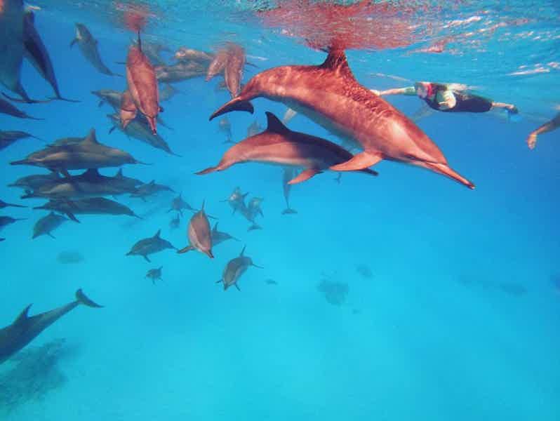 Дом дельфинов: тур на яхте и погружение с маской - фото 5