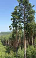 Экскурсия "Экскурсия по Самоцветной чаше Сысерти" - фото отзыва 3