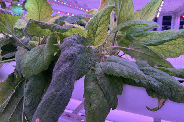 Виды Акваферма клариевого сома: экскурсия с дегустацией