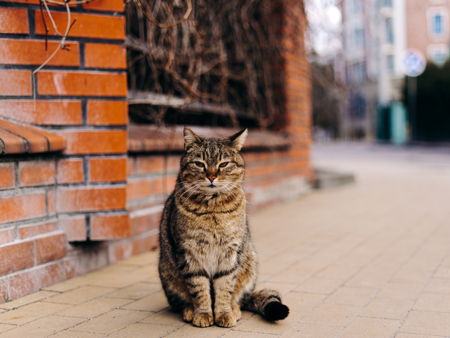 Кошачий город