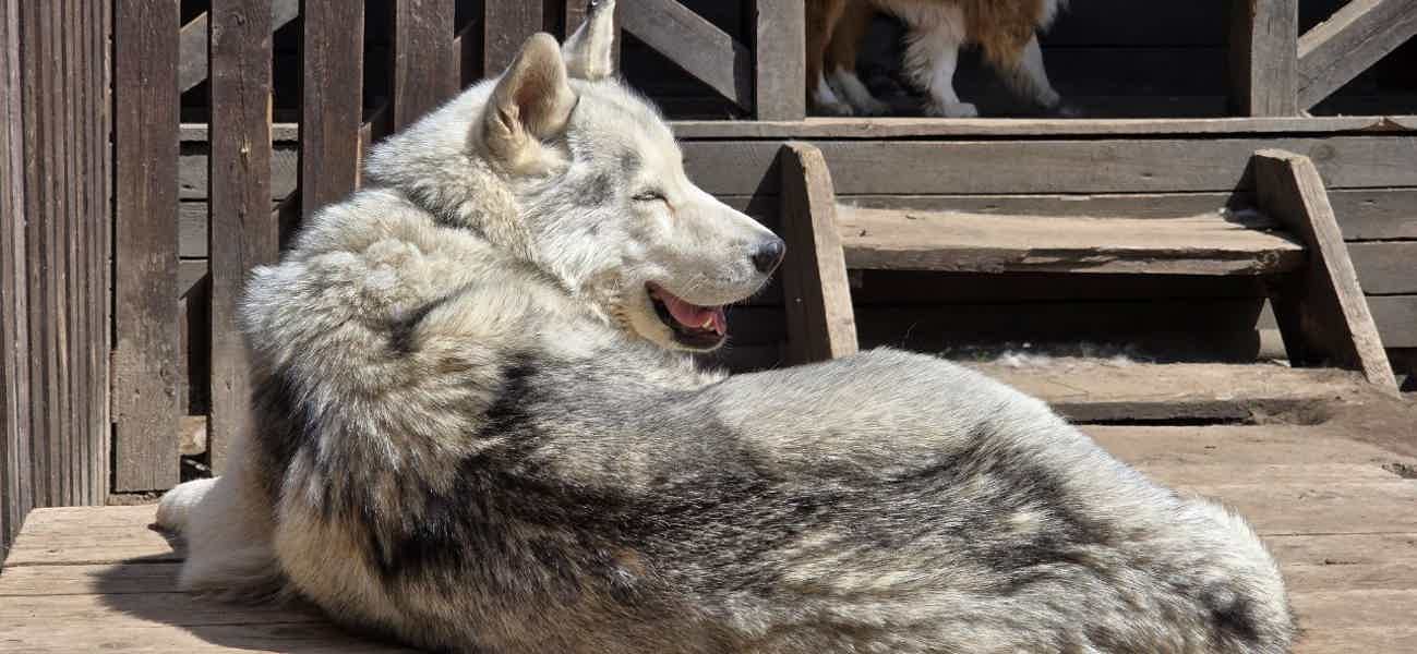 «В гости к хаски»: приключение в Доме кочевника - фото 3