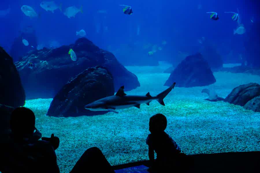 Входной билет в Underwater World — океанариум Паттайи  - фото 4