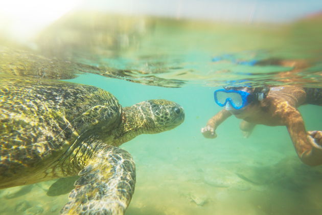 Главное изображение экскурсии - Мирисса: снорклинг с морскими черепахами в кристально чистых водах