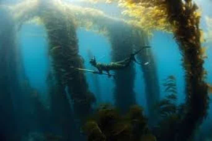 Подводная охота с гарпунами на Косумеле