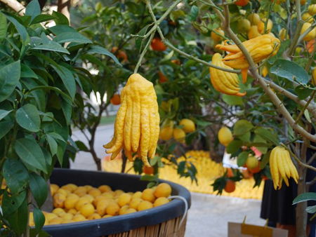 Саратовский лимонарий