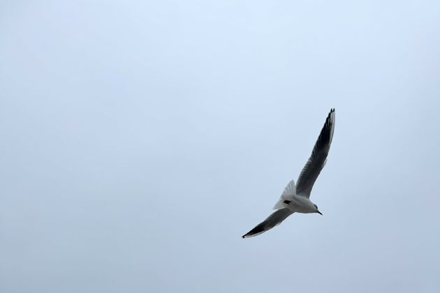 Виды Природа и архитектура Балтийского побережья (Куршская коса - Зеленоградск - Светлогорск)