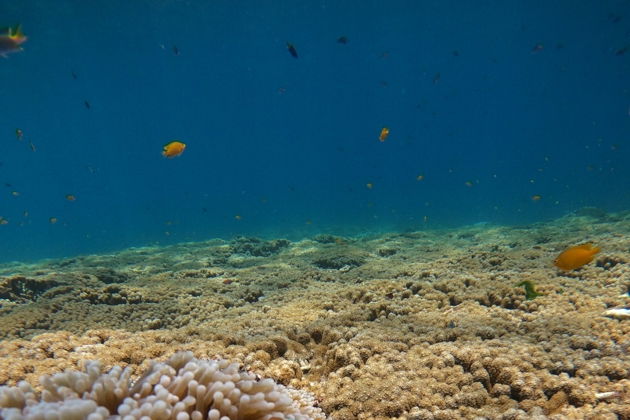 Фото к экскурсии Симиланы. Лучшие пляжи мира ждут вас! Все Включено, Ранние и Дневные!