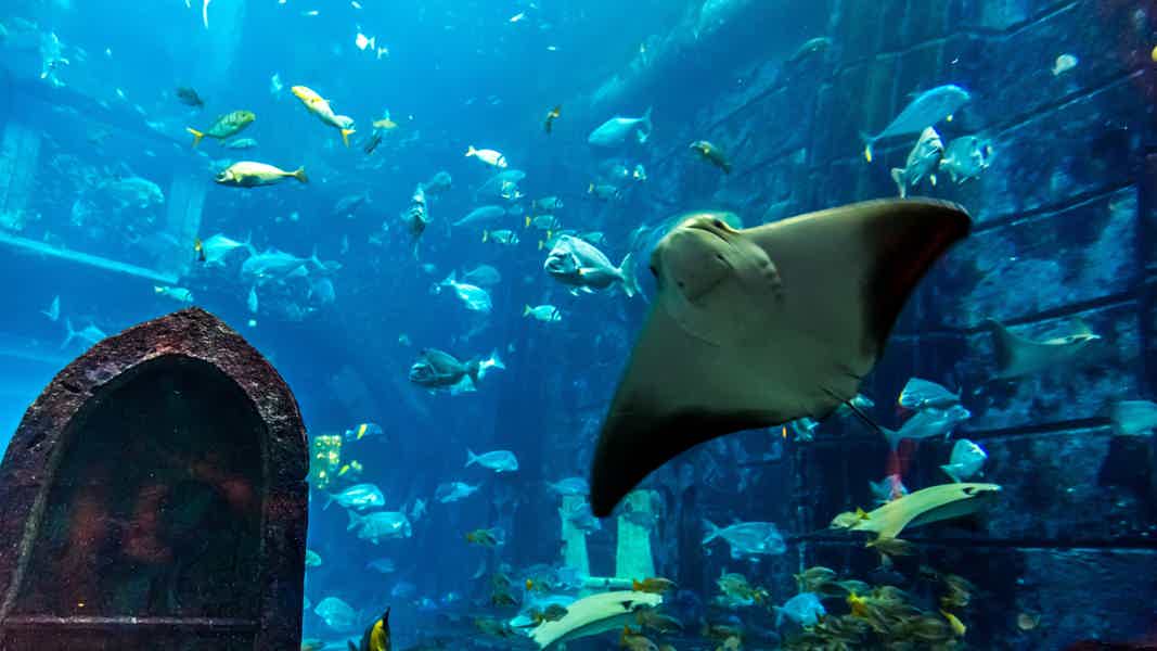 Дубайский аквариум и подводный зоопарк (входной билет) - фото 4