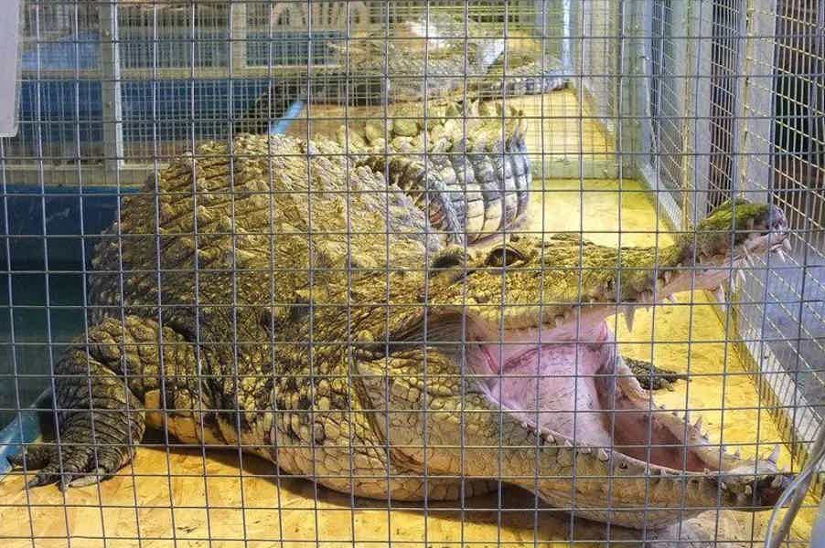 Удивительный мир экзотики: крокодилы в Коломне - фото 6