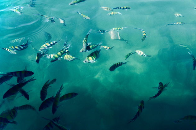 Снорклинг на острове Дангли и купание на пляже Пантай-Пасир-Панджанг