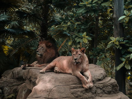 Зоопарк Бали