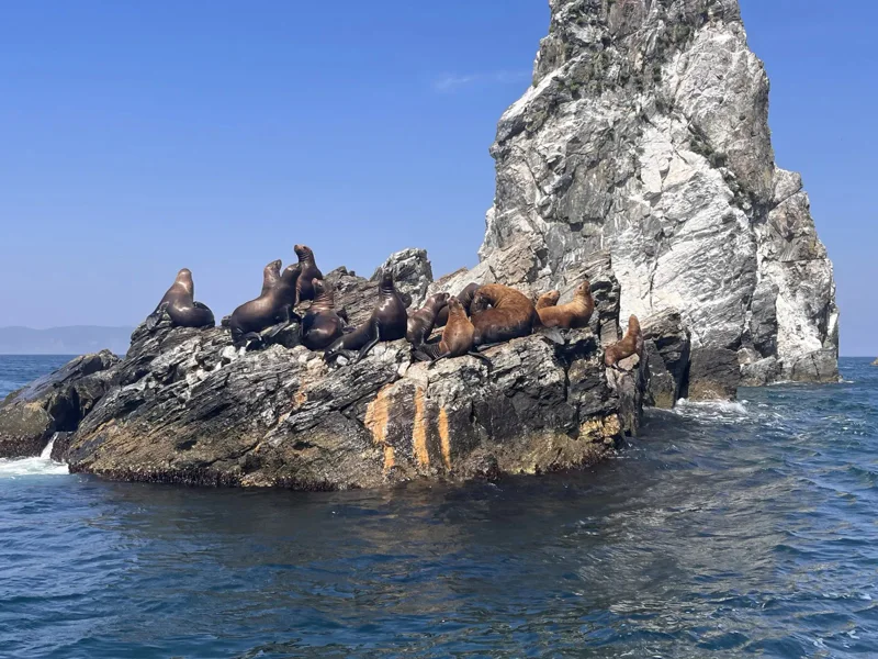 Морская экскурсия на дикие острова Приморья - 2 острова за 1 день — фото 2, Владивосток | Покатаем