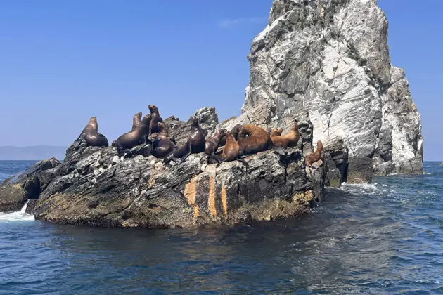 Морская экскурсия на дикие острова Приморья - 2 острова за 1 день — фото 2