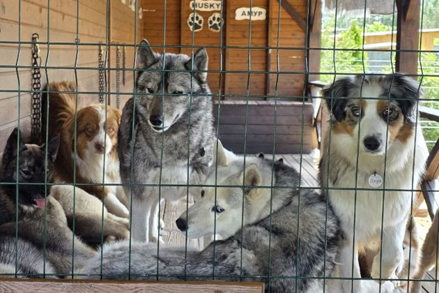 «В гости к хаски»: приключение в Доме кочевника