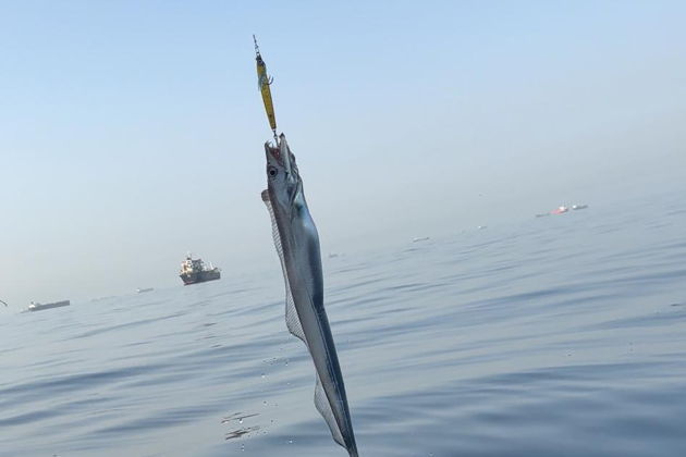 Виды Рыбалка на Фуджейре: тунец, махи-махи