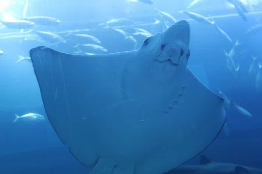 Подводное плавание с маской в Aquarium Ultimate Atlantis - фото 5
