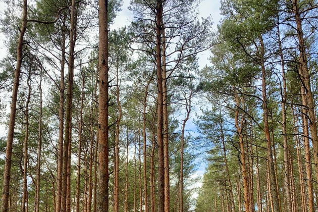 Виды Куршская коса без толпы. Автомобильная экскурсия в национальный парк.