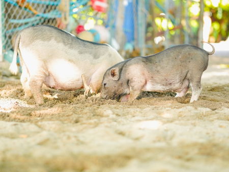 Остров Свиней