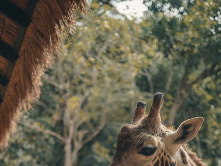 Пляж Морских Звезд