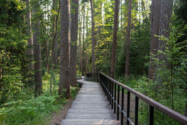 Виды Линдуловская роща: аудиоэкскурсия по несерьезному экомаршруту