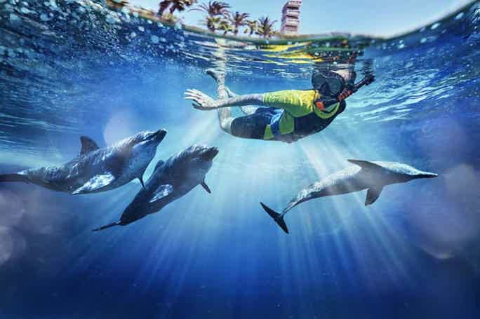 Плавание с дельфинами в Atlas Village (+ аквапарк Aquaventure)