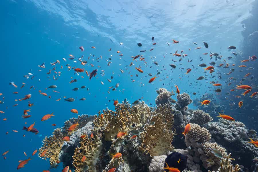 Обзорное морское приключение в бухте Нячанг: снорклинг и вечеринка на воде - фото 3