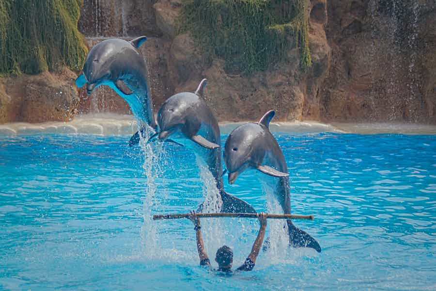 Плавание с дельфинами в Хургаде - фото 5