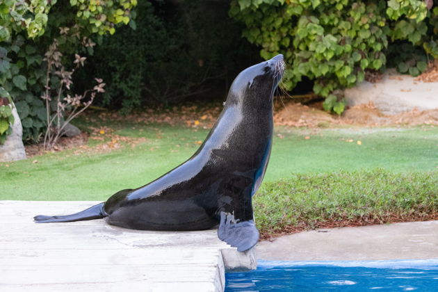 Виды Шоу дельфинов, тюленей и экзотических птиц в Дубайском дельфинарии