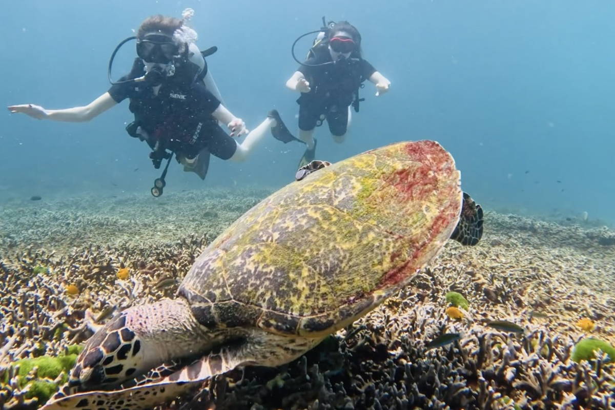 Дайвинг с индивидуальным инструктором. Andaman Diving&Travel Company