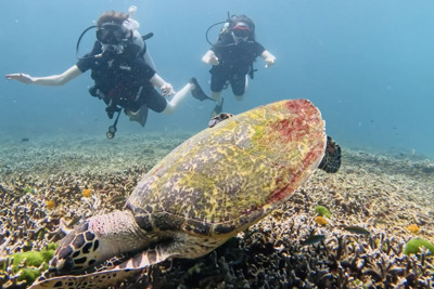 Дайвинг с индивидуальным инструктором. Andaman Diving&Travel Company — Пхукет
