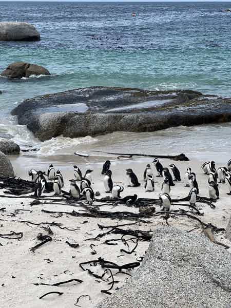 Пингвины, Тюлени и мыс Доброй Надежды: день у океана - фото 3