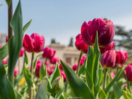 Никитский ботанический сад