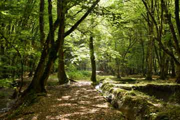 Подышать свежим воздухом в густых лесах Исмаиллы 