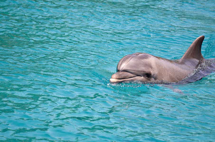 Плавание с дельфинами из Шарм-эль-Шейха - фото 6