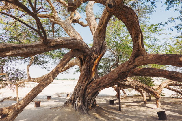 Береговая экскурсия MSC: историческая панорама Бахрейна