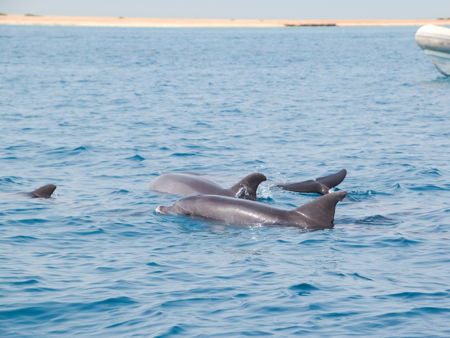 Дом дельфинов