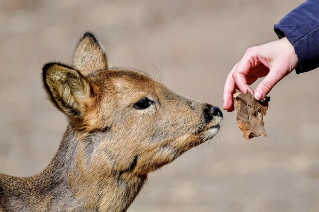 Сафари-парк и Три жемчужины: дикая природа и легендарные бухты Владивостока