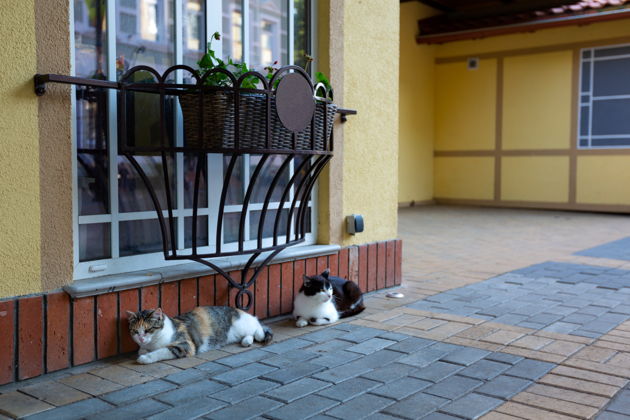 Виды Квест-экскурсия «Найди самый старый дом Кранца»