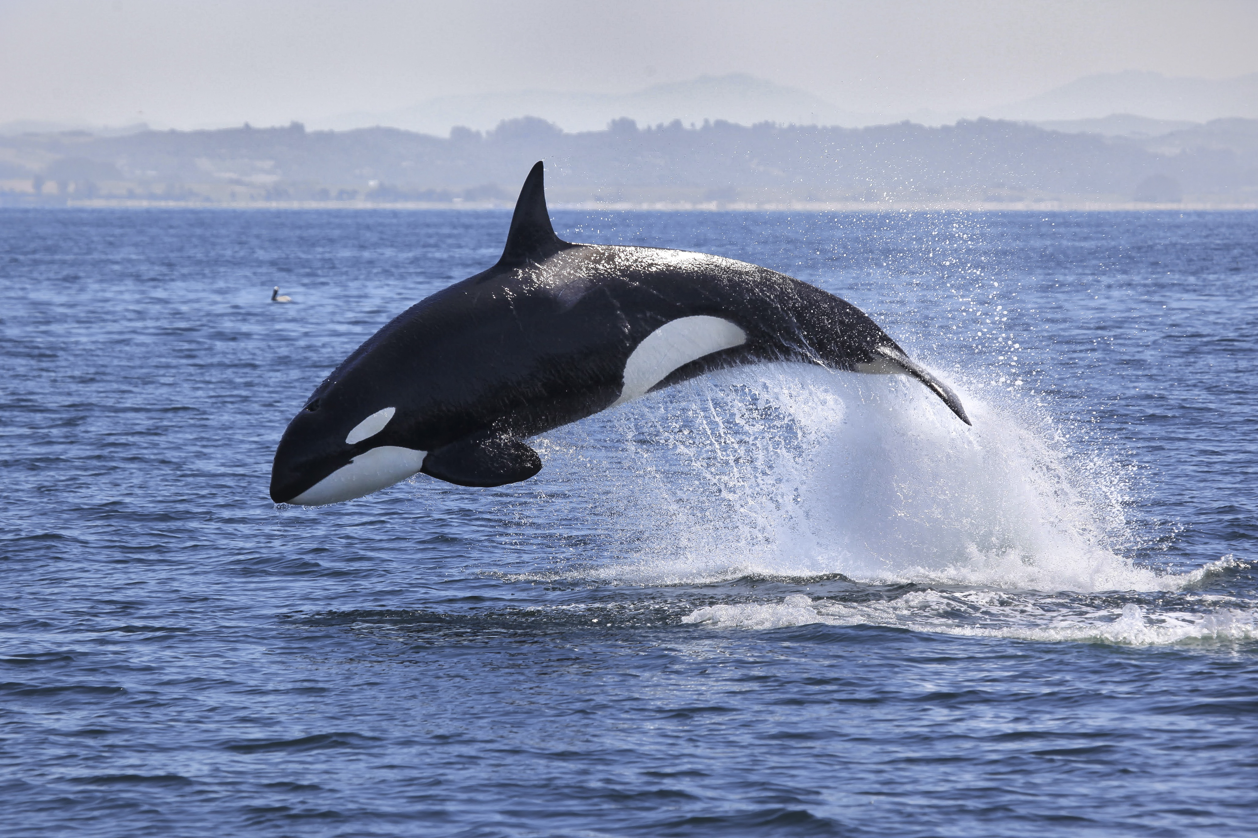 В какое время года можно увидеть китов в Мурманске и Териберке