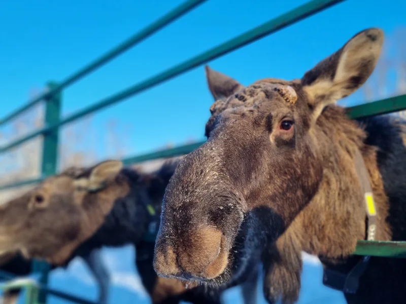 Сумароковская лосиная ферма: маленькие копыта, большие сердца — фото 2, Кострома | Покатаем