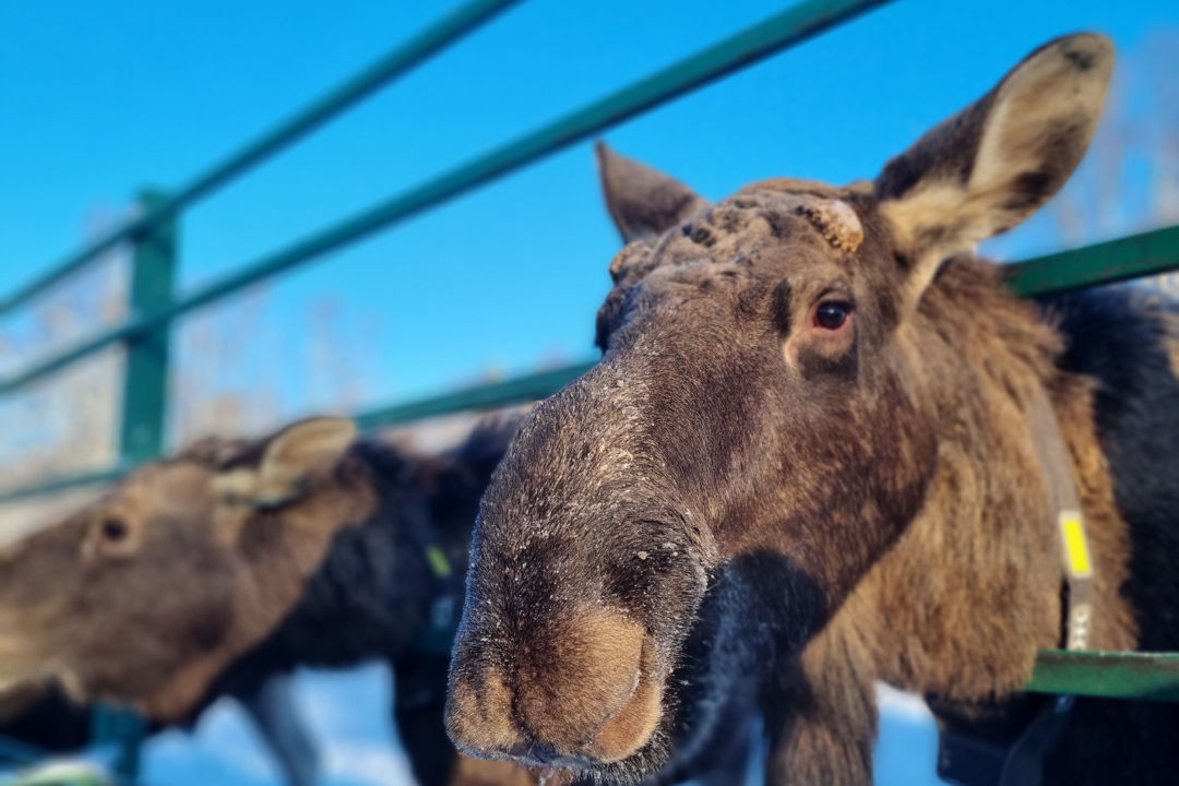 Сумароковская лосиная ферма: маленькие копыта, большие сердца — фото 1