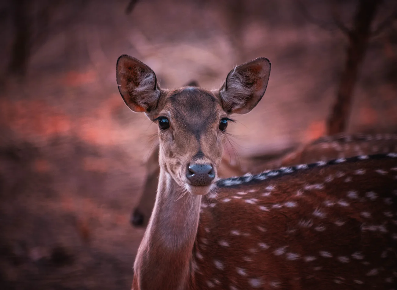 Taj Mahal Tour + Tiger Safari — tour in Delhi, India | Pokataem