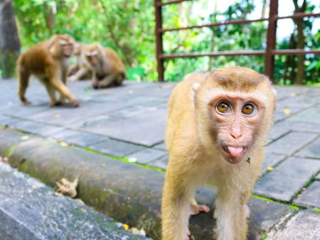 Гора обезьян 