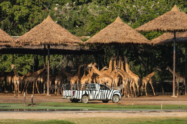 Билет на один день в парк Safari World в Бангкоке