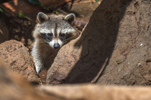 Входные билеты в Джунгли-парк Лас Агилас